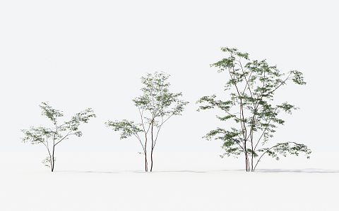 Modern Trees Small Trees 3d model