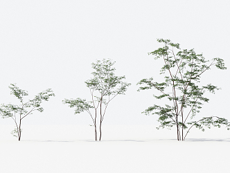 Modern Trees Small Trees 3d model