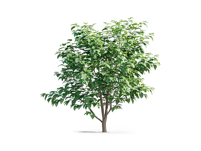 Vibrant Arbor With Dense Green Leaves And Sturdy Trunk In White Backdrop 3d model