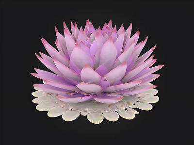 Purple Lotus Flower With White Petal Base And Layered Petal Design 3d model