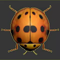 Orange Black Spotted Ladybug Detailed Close Up View With Shiny Exoskeleton