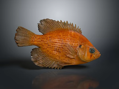 Orange Fish With Detailed Scales And Textured Fins On Gray Background With Reflection 3d model