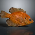 Orange Fish With Detailed Scales And Textured Fins On Gray Background With Reflection
