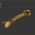 Realistic Bone 3D Model With Maroon Beige Texture And Reflection On Black Surface 3d model