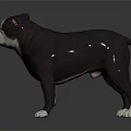Gray and white Bulldog with white paws standing on dark background