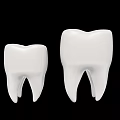 Two Detailed White Dental Tooth Models Isolated On Black Background