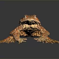 Orange Spotted Toad Standing On Dark Background With Detailed Skin Texture 3d model