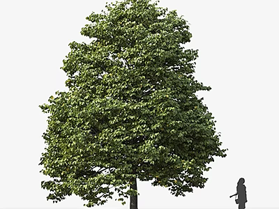 Tall Arbor with Lush Green Foliage and Small Human Figure in Outdoor Scene 3d model