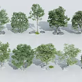 Various Types of Trees In Natural Display With Diverse Canopy Shapes And Stones