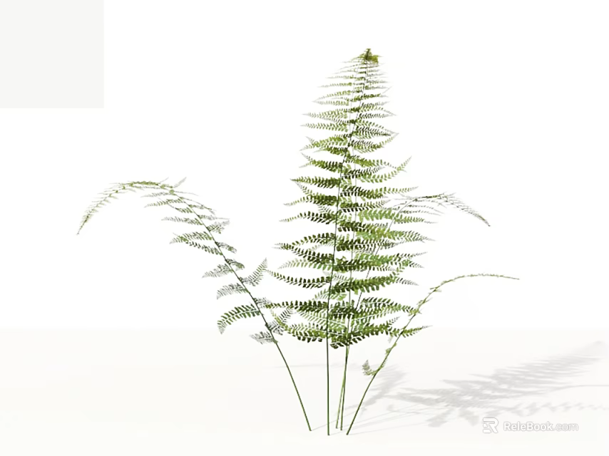 Green Fern Plant With Slender Stems And Feathery Fronds On White Background With Shadow 3d model 