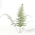 Green Fern Plant With Slender Stems And Feathery Fronds On White Background With Shadow