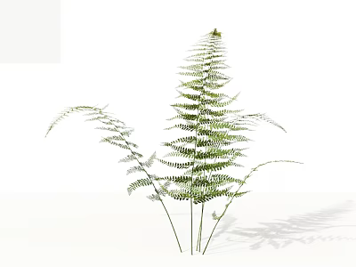 Green Fern Plant With Slender Stems And Feathery Fronds On White Background With Shadow 3d model