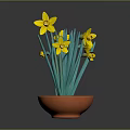 Yellow Daffodil Plant With Green Leaves In Orange Terracotta Pot On Gray Background