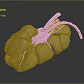 Medical Device Human Organ Anatomy Model for Medical Education Training with Detailed Structure