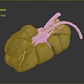 Renal Anatomy Kidney Organ Bovine Organ Bovine Kidney Medical Teaching Aware Medical Supplies Medical Teaching Aware 3d model