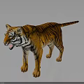 Realistic Tiger with Orange Black Stripes Open Mouth Standing on Dark Background with Reflection