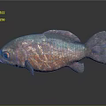 Iridescent Pink And Blue Fish With Red Eyes On Gray Background And Reflection