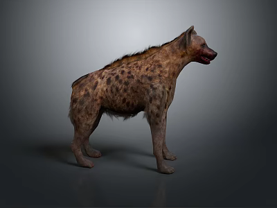 Spotted Hyena Standing in Side View With Brown Fur Blood on Mouth and Gray Background 3d model