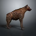 Spotted Hyena Standing in Side View With Brown Fur Blood on Mouth and Gray Background