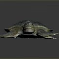 Modern Turtle Small Turtle Green Turtle Big Turtle Black Turtle 3d model