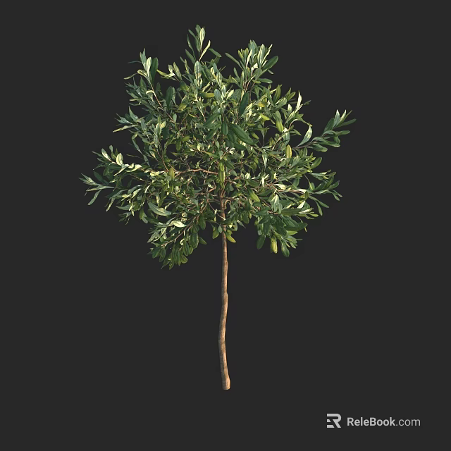 Lush Green Olive Tree With Slender Trunk And Dense Vibrant Foliage 3d model 