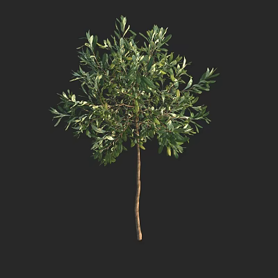 Lush Green Olive Tree With Slender Trunk And Dense Vibrant Foliage 3d model