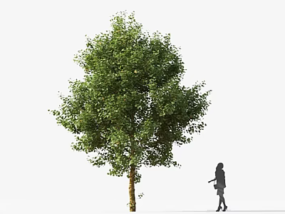 Lush Green Arbor with Dense Foliage and Silhouette of a Person Nearby 3d model
