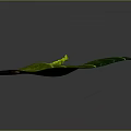 Decorative Ornament Set with Green Leaf Yellow Veins Colorful Petiole and Small Insect