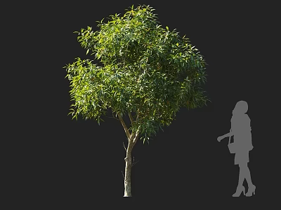 Lush Green Arbor Tree With Dense Foliage And Strong Straight Trunk 3d model