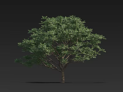 Lush Arbor with Green Leaves and Brown Trunk Against Black Background 3d model