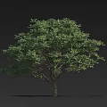 Lush Arbor with Green Leaves and Brown Trunk Against Black Background