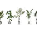 Various Types of Bonsai Potted Plants in White Ceramic Pots for Indoor Decoration