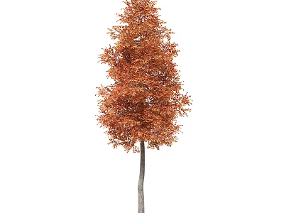 Tall Arbor With Orange Red Autumn Leaves And Slender Trunk In Natural Scene 3d model