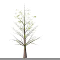 Lush Green Arbor Tree With Dense Canopy And Vibrant Foliage In Natural Scene