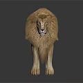 Male Lion with Majestic Mane Standing on Dark Background with Reflective Surface
