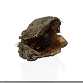 Natural Edible Shellfish Seafood Inside Open Rough Shell With Brown Substance