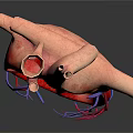 Human Chest Organ Heart 3D Model Showing Internal Structure Blood Vessels Red Blue Sections