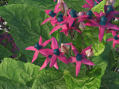 Vibrant Pink Flowers With Large Green Leaves And Blue Berries In Garden 3d model