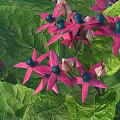 Vibrant Pink Flowers With Large Green Leaves And Blue Berries In Garden