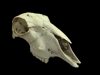 Animal Skull White Bone Structure On Black Background With Detailed Features 3d model