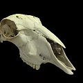 Animal Skull White Bone Structure On Black Background With Detailed Features