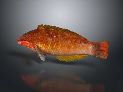 Vibrant Red Orange Fish With Shiny Scales And Unique Body Isolated On Dark Background 3d model