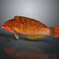Vibrant Red Orange Fish With Shiny Scales And Unique Body Isolated On Dark Background