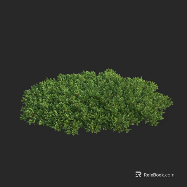 Lush Green Evergreen Shrub Ideal for Garden Landscaping with Dense Foliage 3d model 