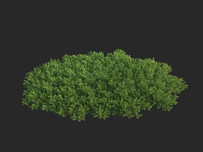 Lush Green Evergreen Shrub Ideal for Garden Landscaping with Dense Foliage 3d model