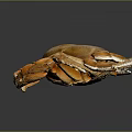 Brown Crab With Orange Claws On Black Background Close Up View