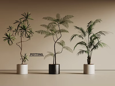 Three Green Leafy Bonsai Potted Plants In White And Black Ceramic Pots 3d model