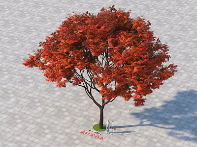 Vibrant Red Leaf Maple Tree on Paved Ground with Shadow and Human Figure 3d model