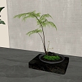 New Chinese Green Plant Bonsai 3d model