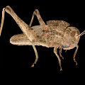 locust larva locust larva pest grasshopper insect 3d model